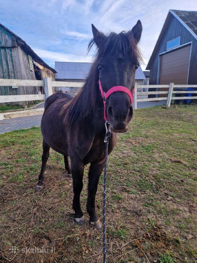 Pony klasės kumeliukas - nuotraukos Nr. 4