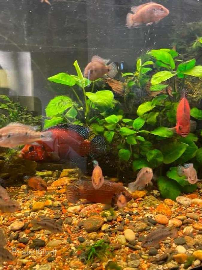 Parduodu Hemichromis Exsul žuvis - nuotraukos Nr. 3