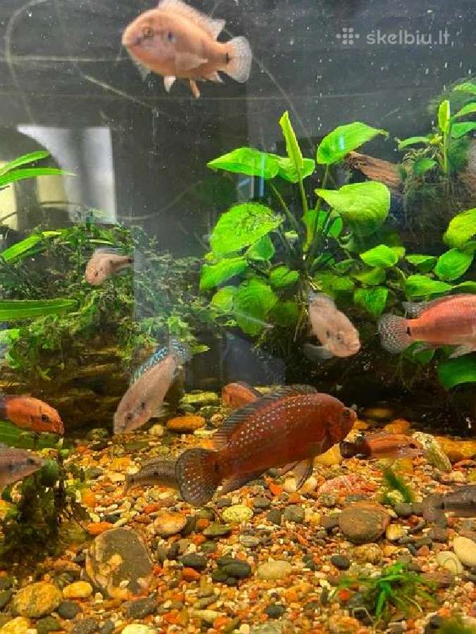 Parduodu Hemichromis Exsul žuvis - nuotraukos Nr. 4