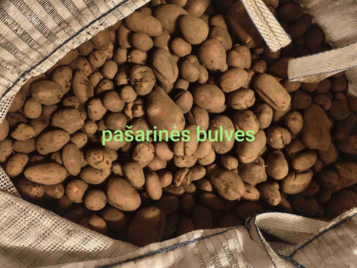 Bulvės, valgomos bulvės, pašarinės bulvės - nuotraukos Nr. 2