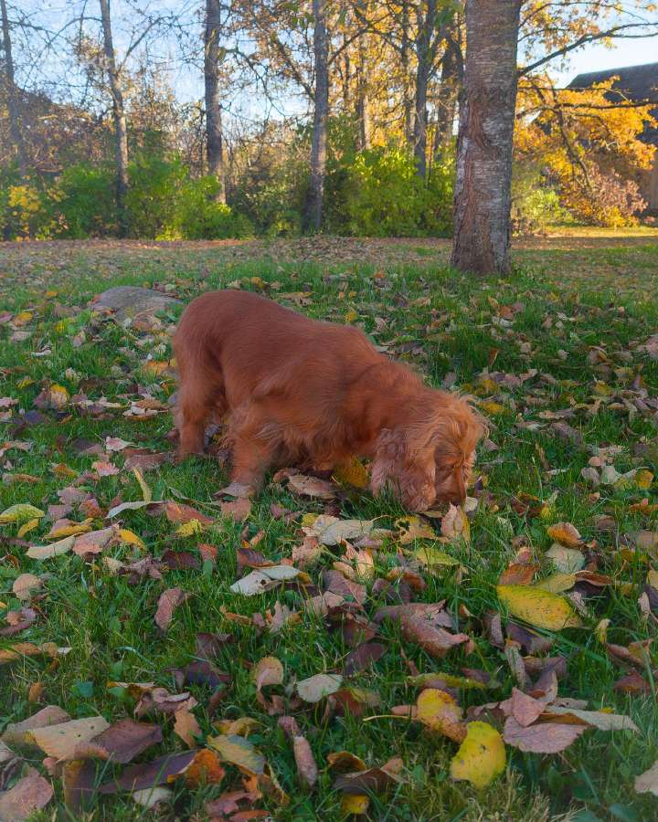 Parduodama raudona anglų kokerspanielė - nuotraukos Nr. 6