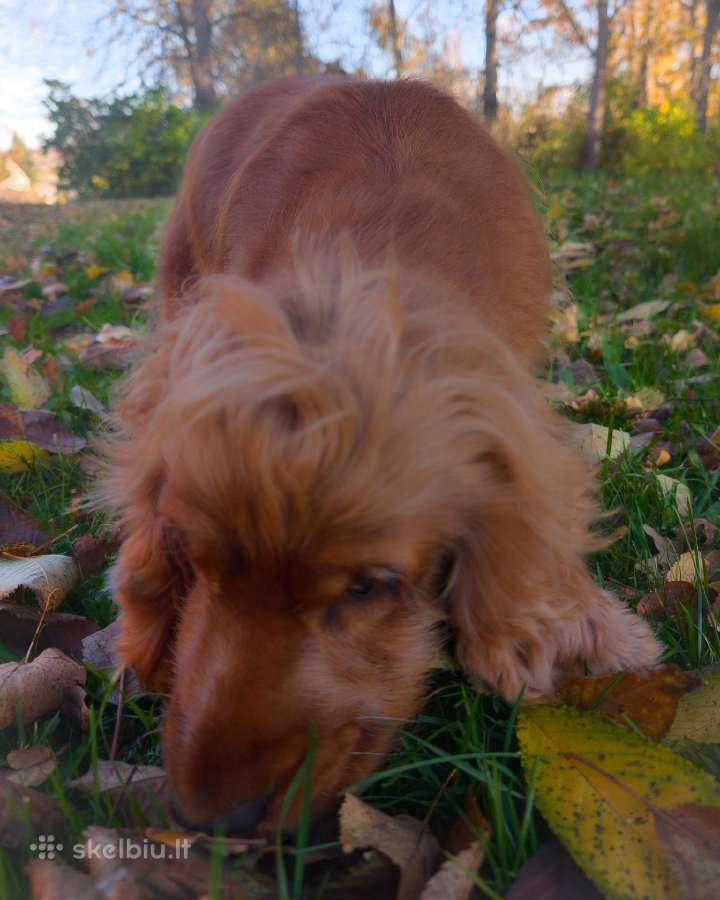 Parduodama raudona anglų kokerspanielė - nuotraukos Nr. 4