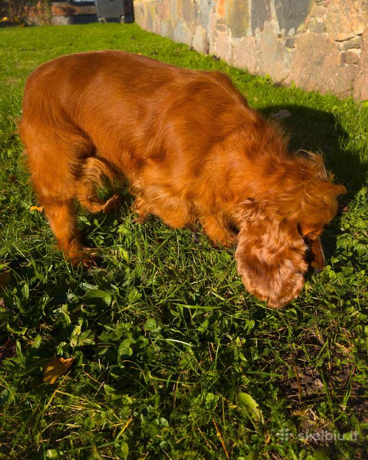 Parduodama raudona anglų kokerspanielė - nuotraukos Nr. 3