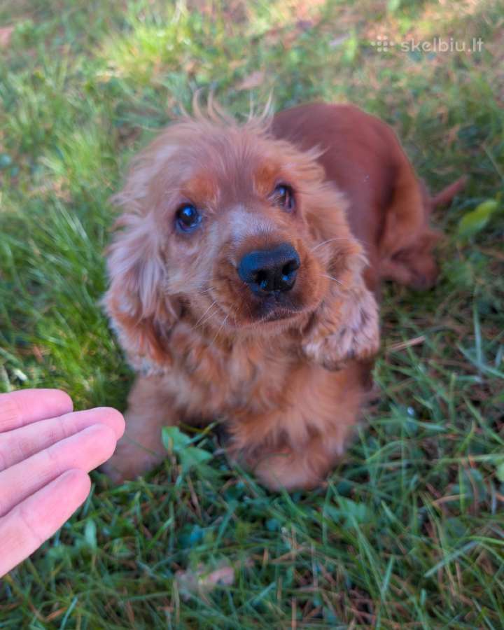 Parduodama raudona anglų kokerspanielė - nuotraukos Nr. 2