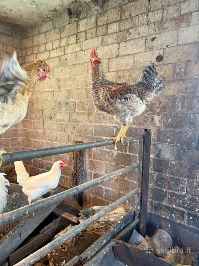 Leghorn veislės gaidžiai - nuotraukos Nr. 2