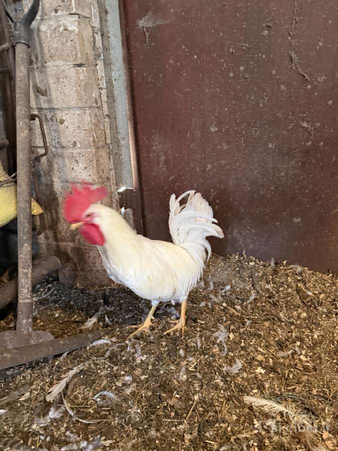 Leghorn veislės gaidžiai - nuotraukos Nr. 3