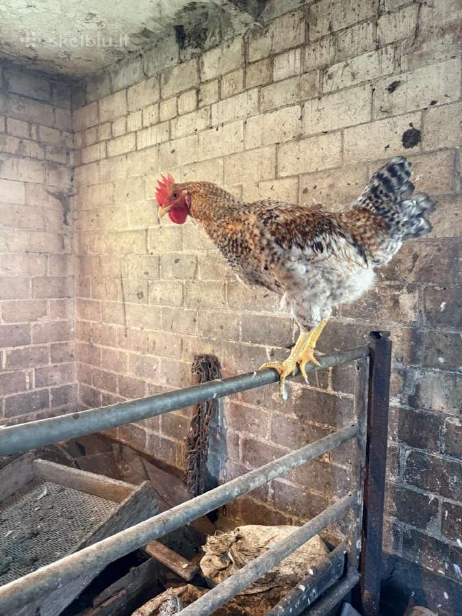 Leghorn veislės gaidžiai - nuotraukos Nr. 4