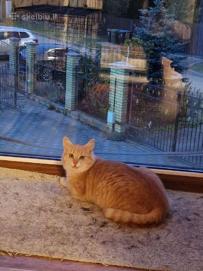 Ieško namų - nuotraukos Nr. 4