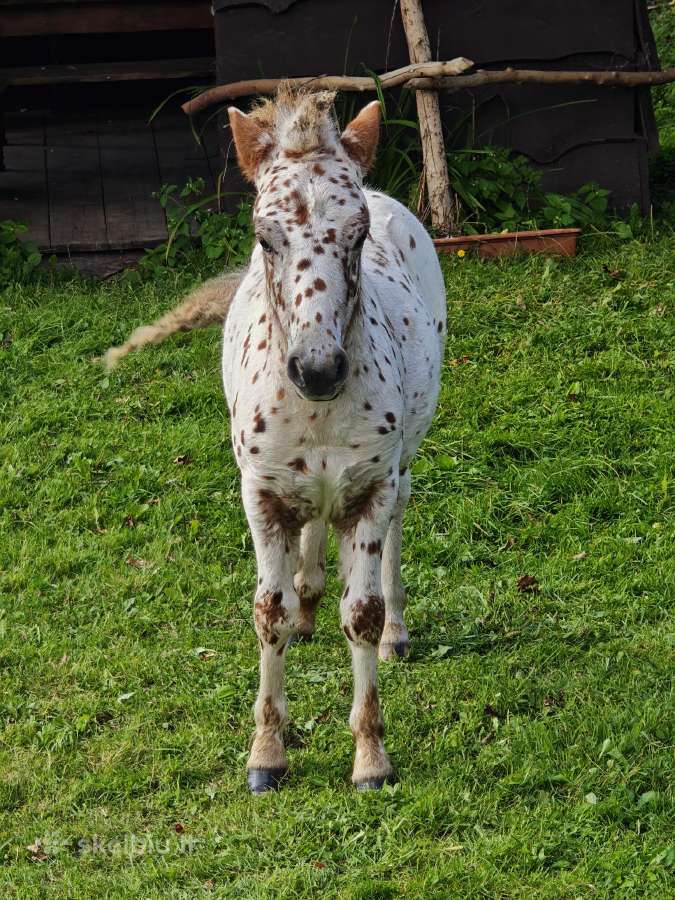 Išskirtinės spalvos ponis - nuotraukos Nr. 4