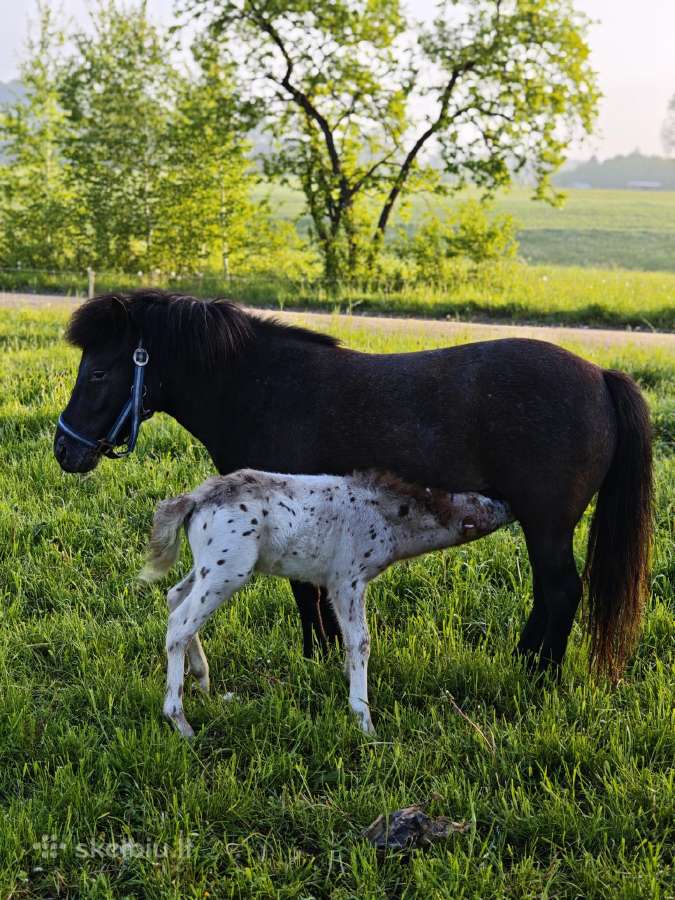 Išskirtinės spalvos ponis - nuotraukos Nr. 7