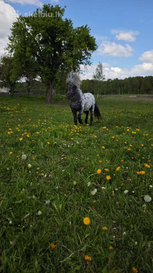 Išskirtinės spalvos ponis - nuotraukos Nr. 9