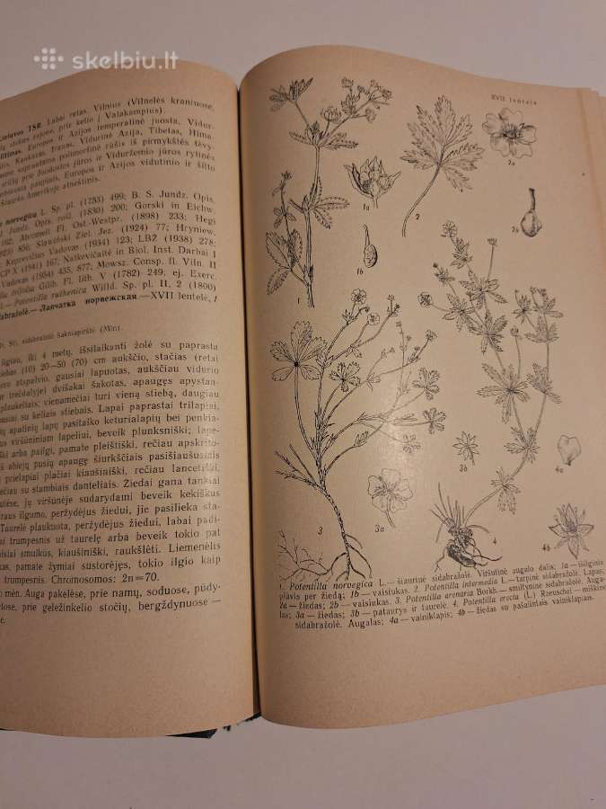 Lietuvos Tsr flora. 4 tomas - nuotraukos Nr. 6