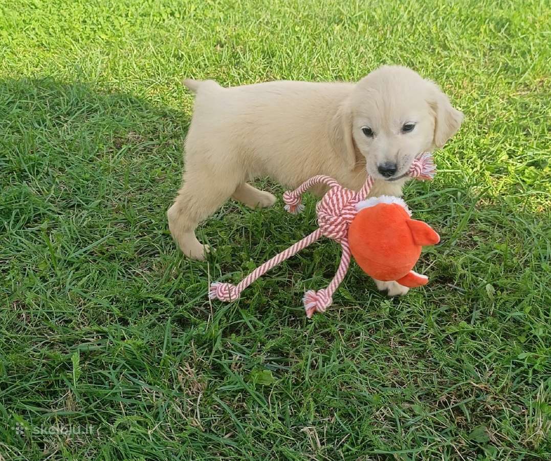 Auksaspalvių retriverių šuniukai - nuotraukos Nr. 5