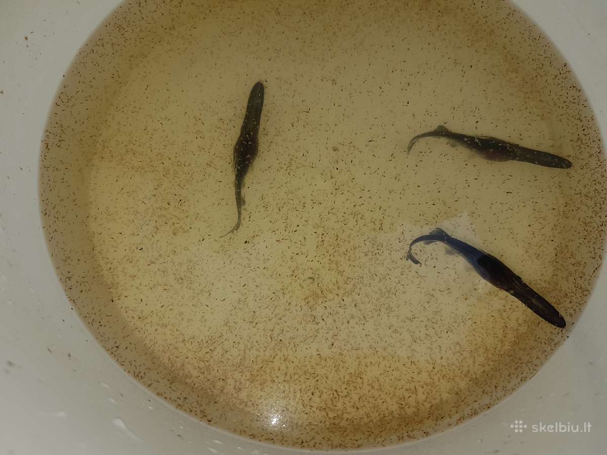Irklanosis Amerikinis irklanosis Polyodon spathula - nuotraukos Nr. 9