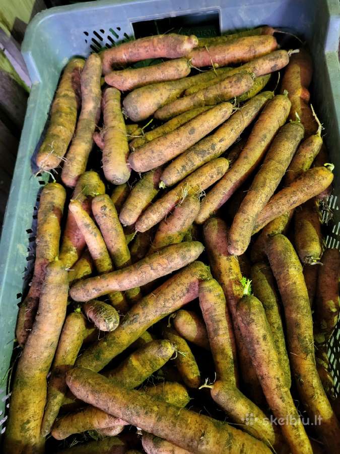 Parduodami kopūstai ir morkos - nuotraukos Nr. 3
