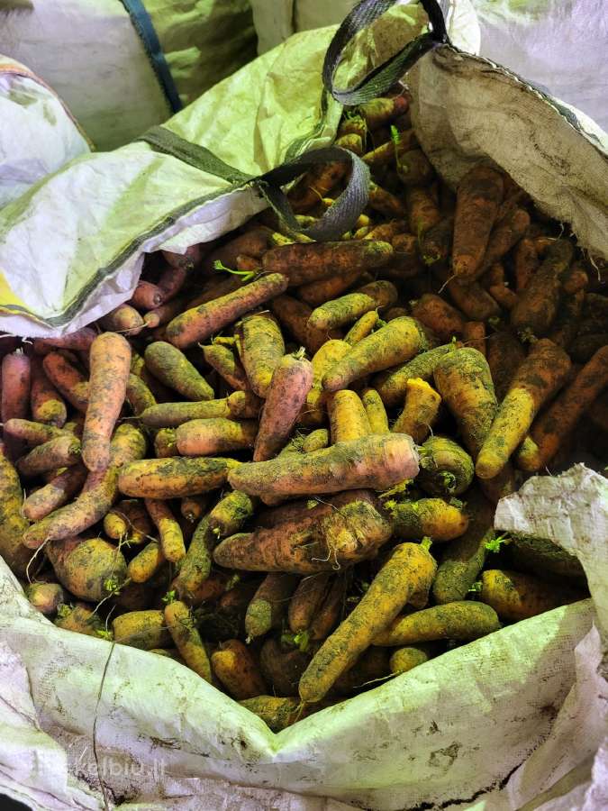 Parduodami kopūstai ir morkos - nuotraukos Nr. 4
