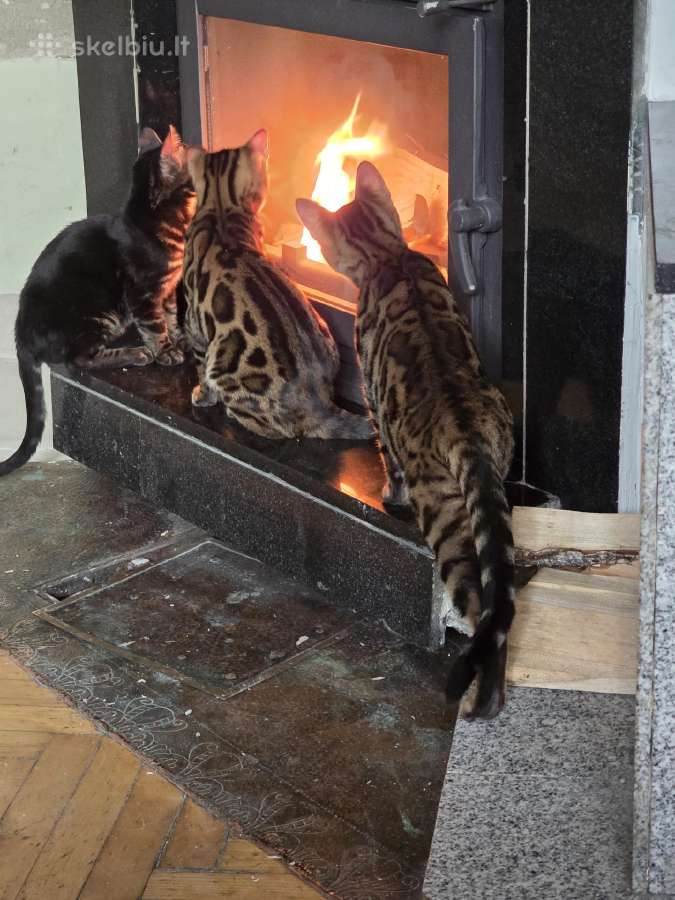 Kilmingi bengalų kačiukai - nuotraukos Nr. 2