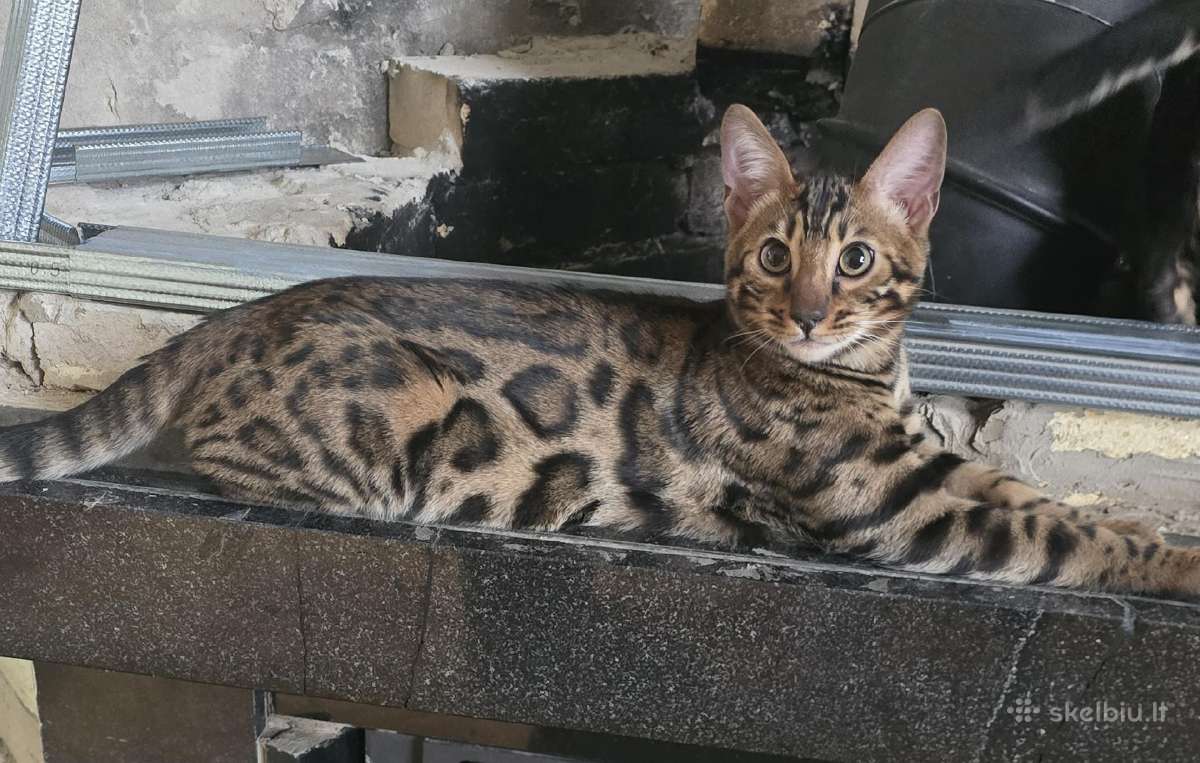 Kilmingi bengalų kačiukai - nuotraukos Nr. 3
