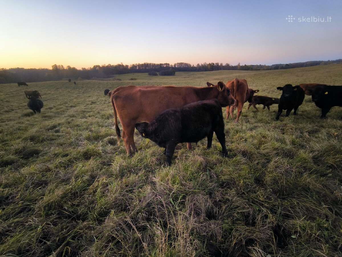 Ekologinis ūkis parduoda Angus prieaugį - nuotraukos Nr. 2