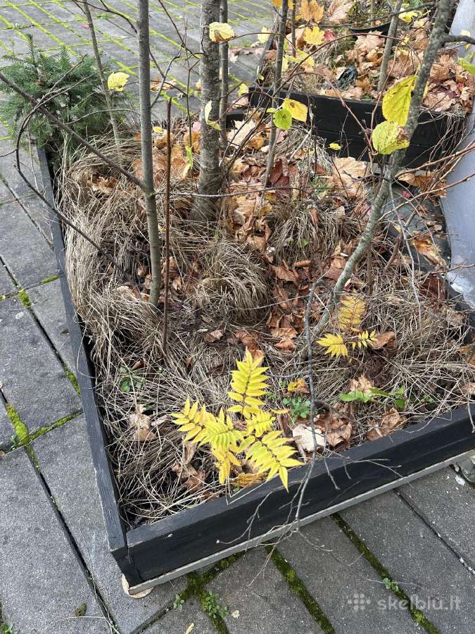 Baro, terasos, klubo dekoracijos ir įranga - nuotraukos Nr. 6