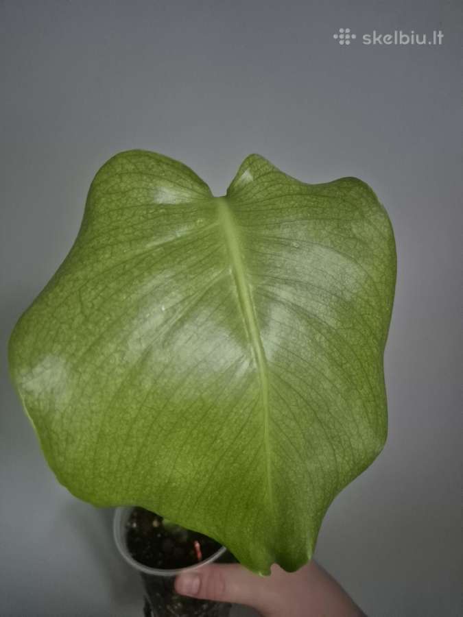 Monstera mint - nuotraukos Nr. 2