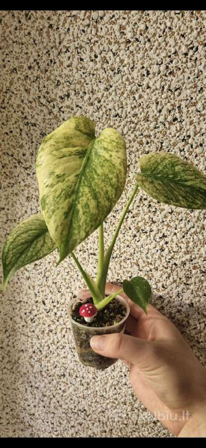 Monstera mint - nuotraukos Nr. 3