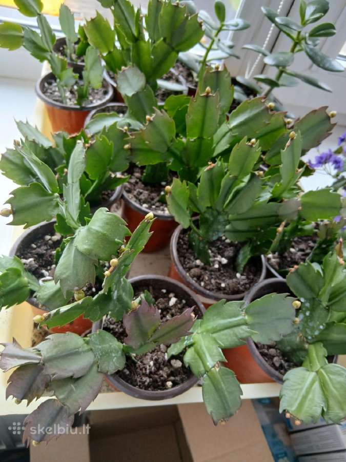 Plokstenis zydis ziema - nuotraukos Nr. 2