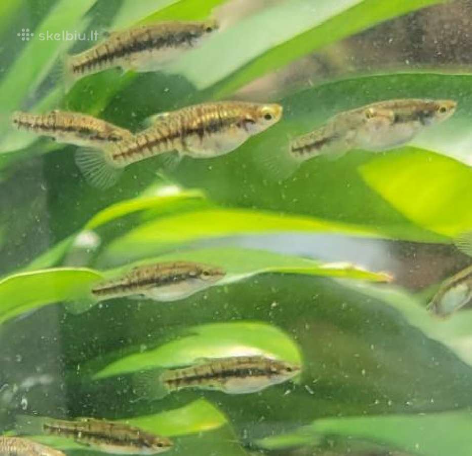 Ieškau žuvyčių Least killifish/heterandria formosa - nuotraukos Nr. 2