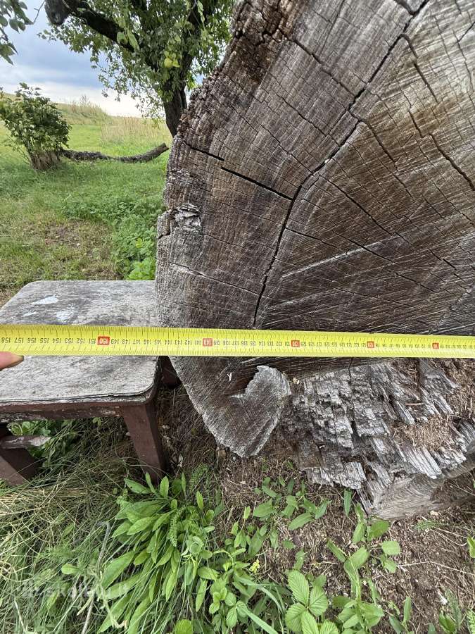 Azuoliniai rastai ir azuolo diles 5cm - nuotraukos Nr. 7