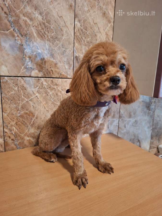 Cavapoo - nuotraukos Nr. 8