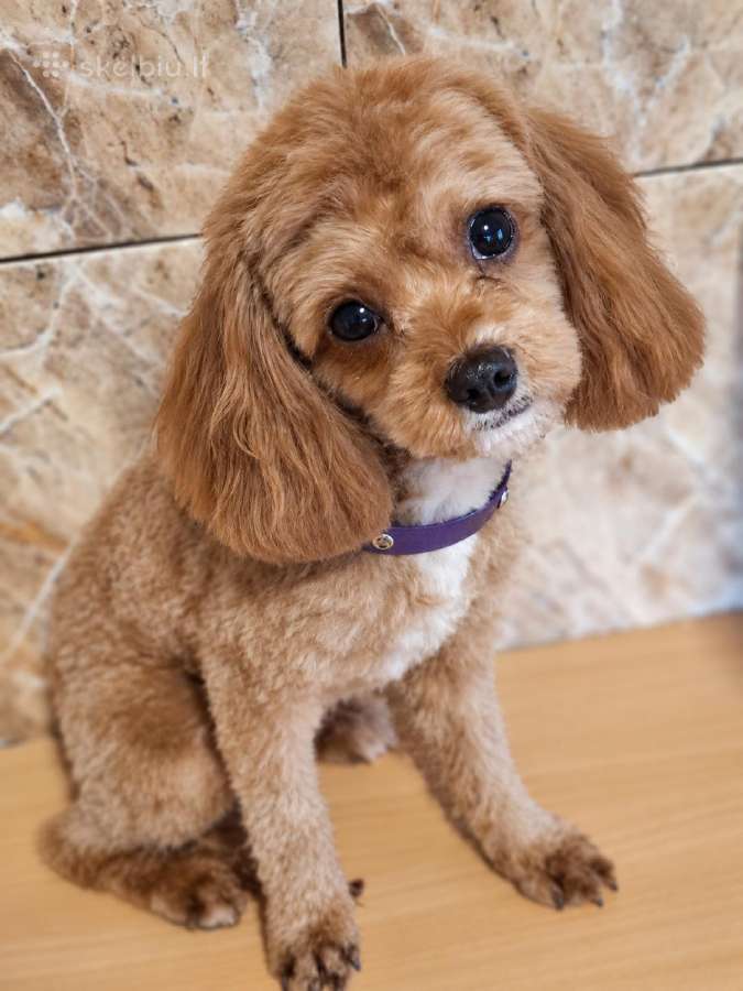 Cavapoo - nuotraukos Nr. 9