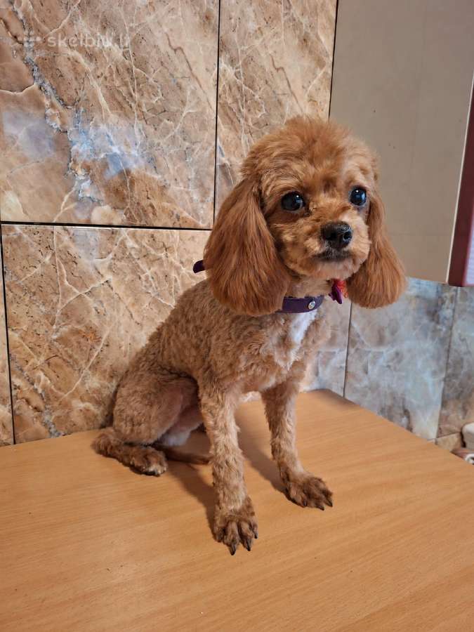 Cavapoo - nuotraukos Nr. 10