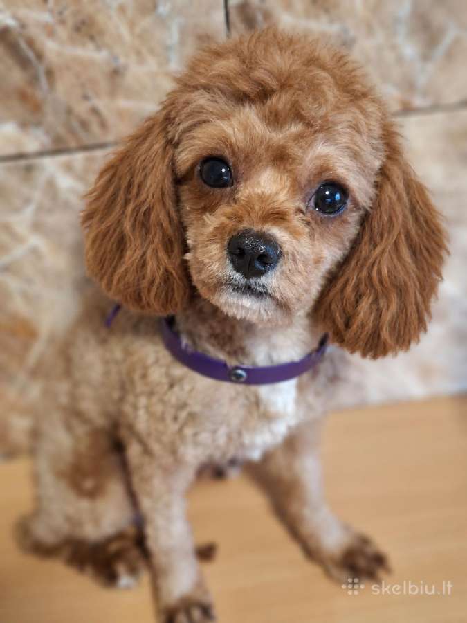 Cavapoo - nuotraukos Nr. 16