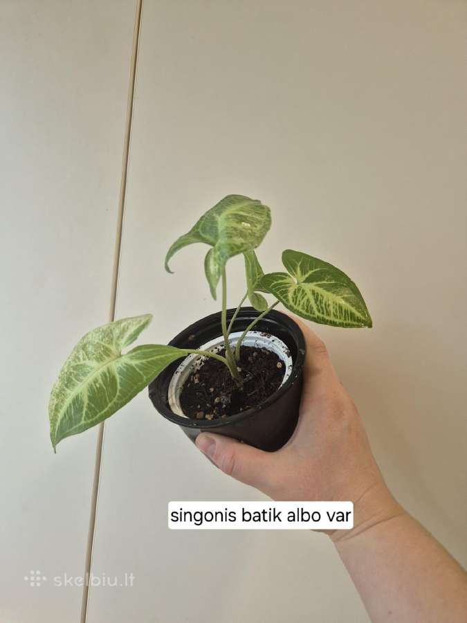 Singonis batik albo variegata - nuotraukos Nr. 2
