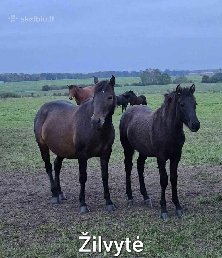 Parduodamos kumelės - nuotraukos Nr. 4