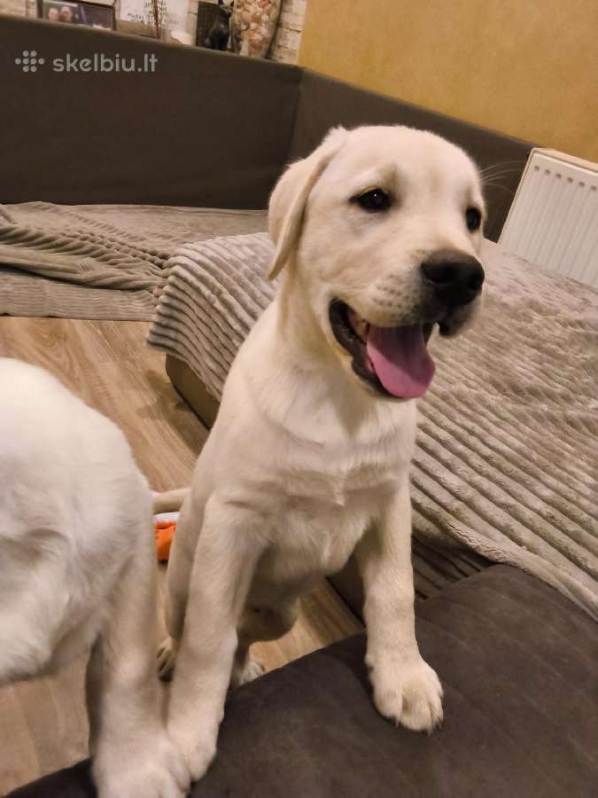 Kilmingi labradoro retriveriai - nuotraukos Nr. 2