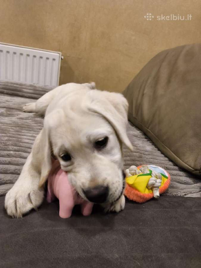Kilmingi labradoro retriveriai - nuotraukos Nr. 3