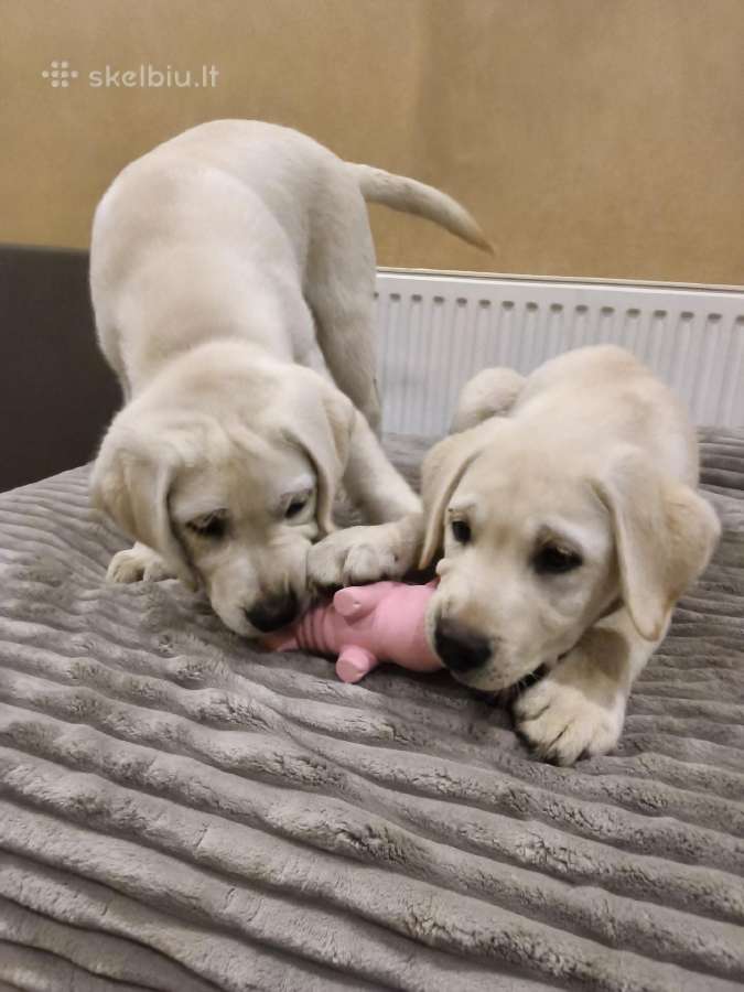 Kilmingi labradoro retriveriai - nuotraukos Nr. 4