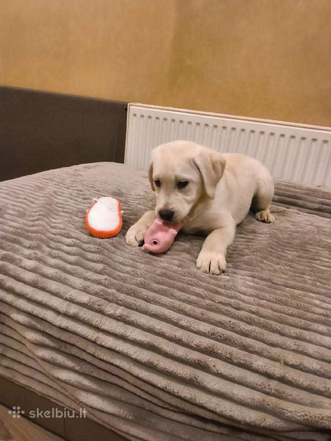 Kilmingi labradoro retriveriai - nuotraukos Nr. 5