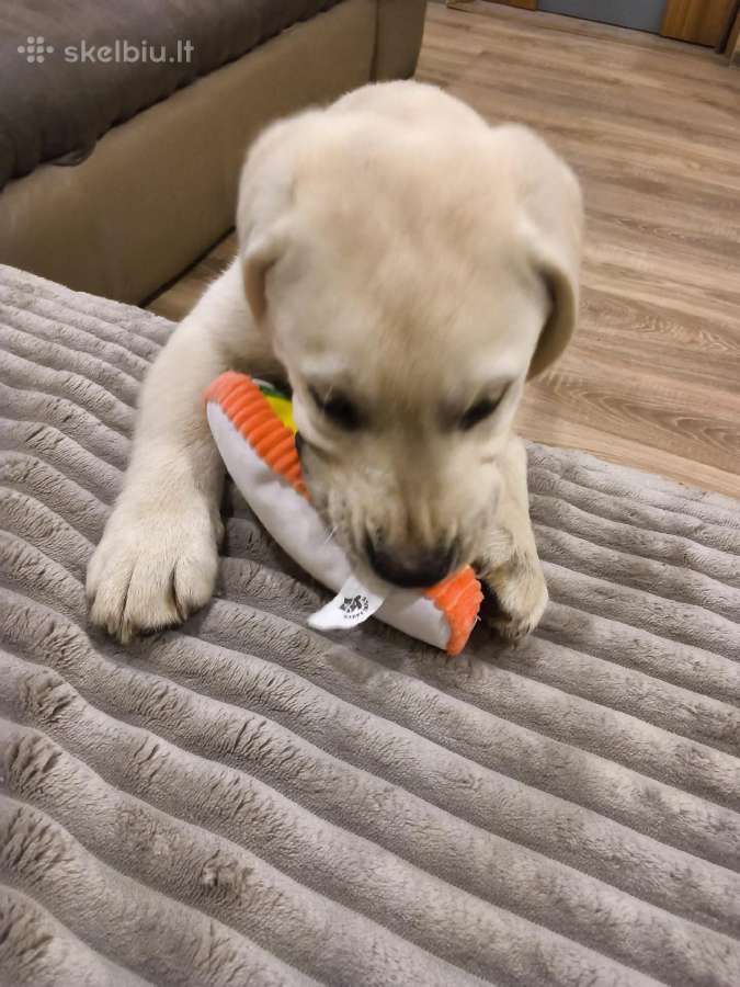 Kilmingi labradoro retriveriai - nuotraukos Nr. 6