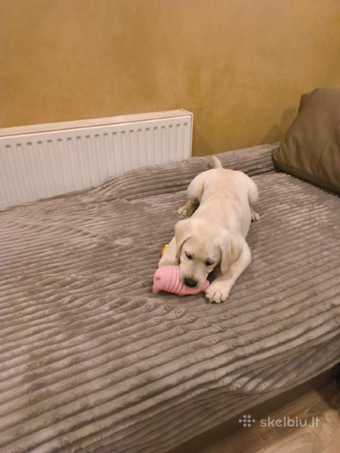 Kilmingi labradoro retriveriai - nuotraukos Nr. 7