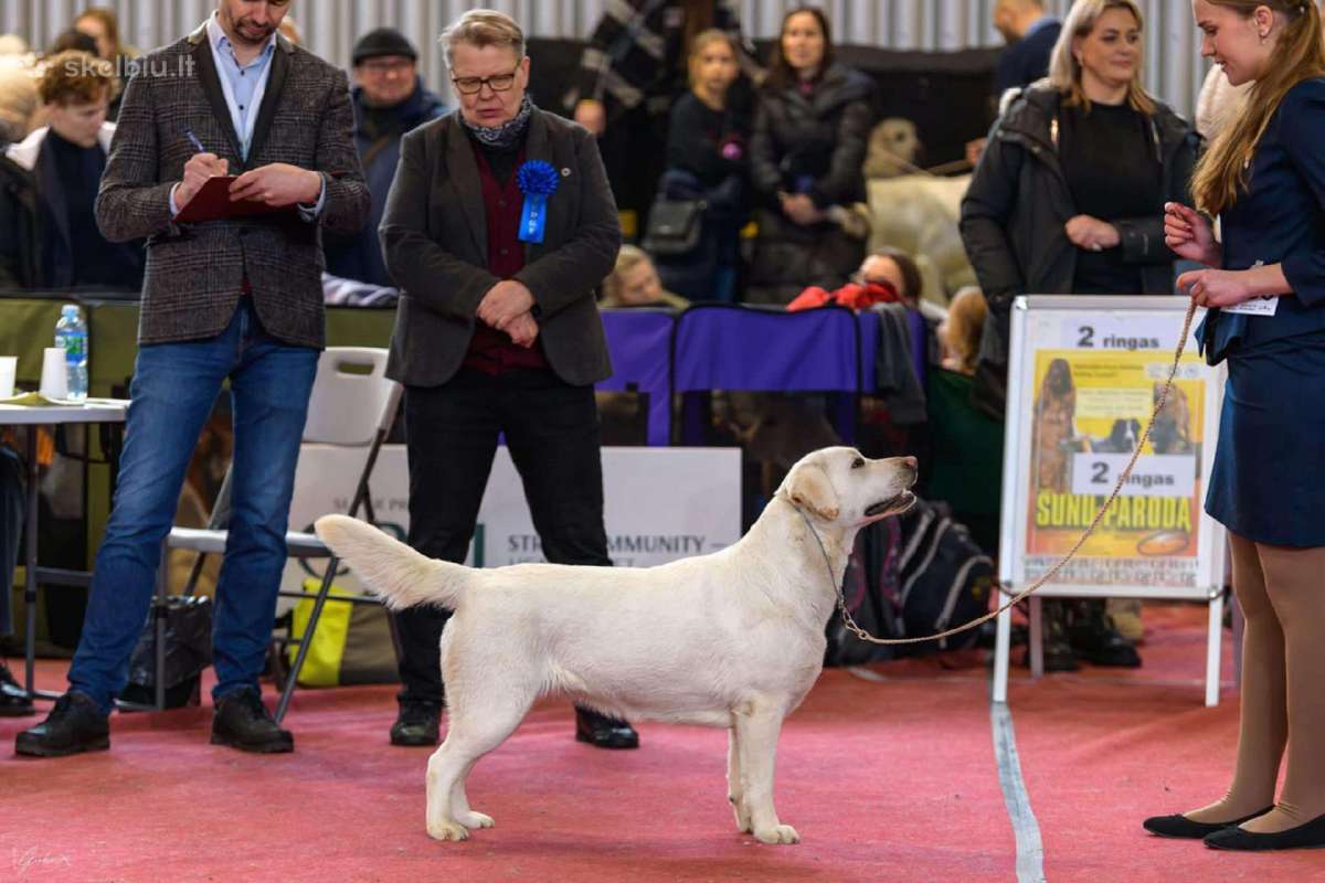 Kilmingi labradoro retriveriai - nuotraukos Nr. 8