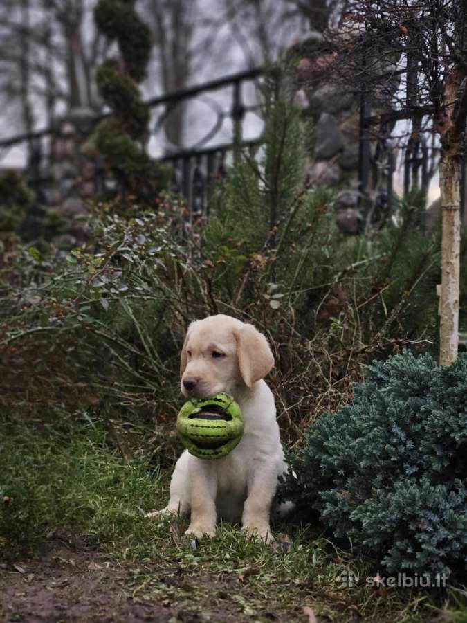 Kilmingi labradoro retriveriai - nuotraukos Nr. 9