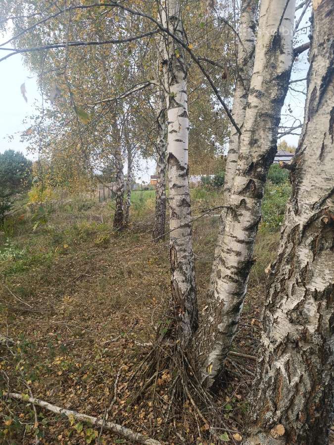 Dovanoju medžius nusipjovimui - nuotraukos Nr. 2