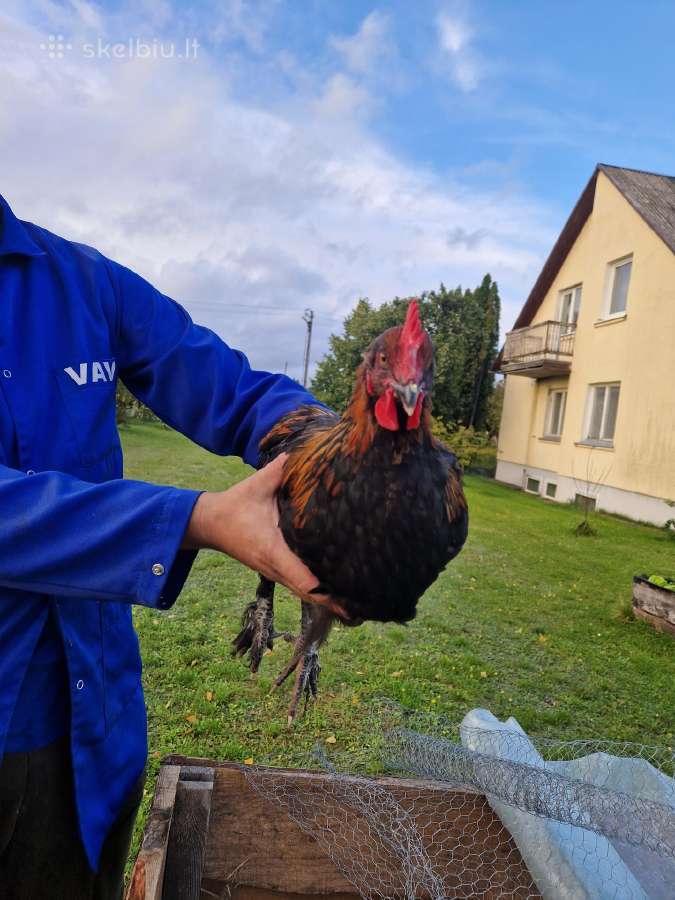 Parduodu maranu veisles gaidzius - nuotraukos Nr. 3