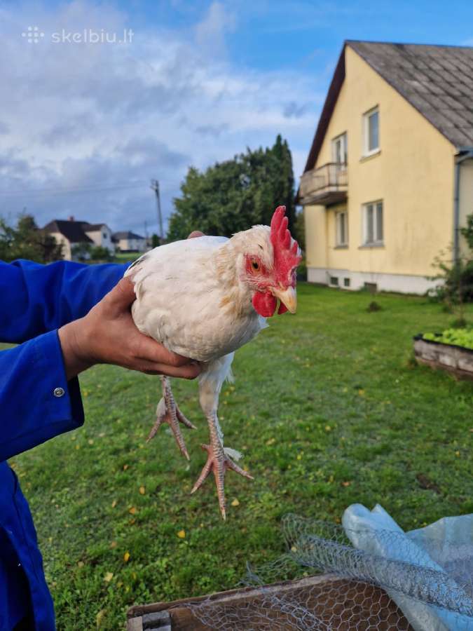 Parduodu maranu veisles gaidzius - nuotraukos Nr. 4