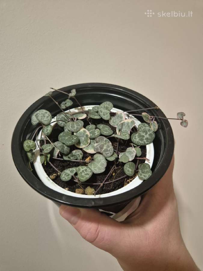 Alocasia regal shield, ceropegija - nuotraukos Nr. 2