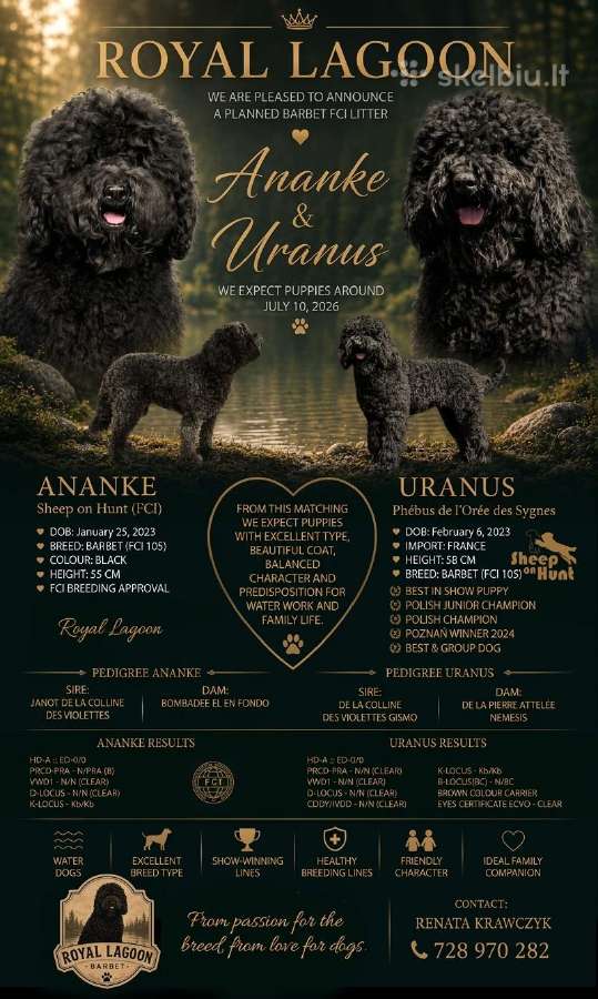 Parduodami Barbetų šuniukai su kilmės dokumentais - nuotraukos Nr. 8