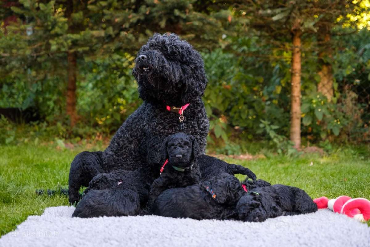 Parduodami Barbetų šuniukai su kilmės dokumentais - nuotraukos Nr. 7
