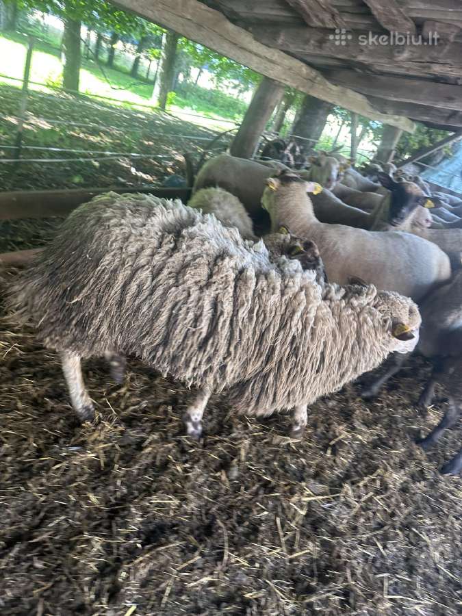 Perku Avisleskau pirkti aviy bei aviny. - nuotraukos Nr. 2